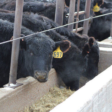 Cattle eating from a trough