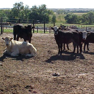 cattle in a feedlot