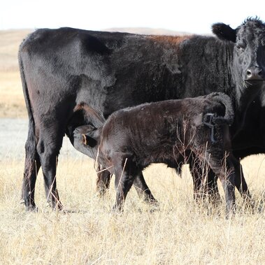 Cow and calf in a field