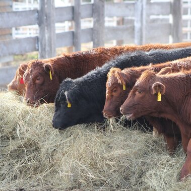 Group of cows eating hay