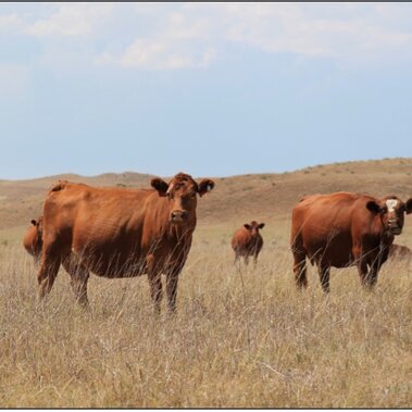 cattle grazing in drought stressed pasture