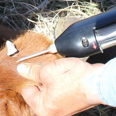 Calf being implanted