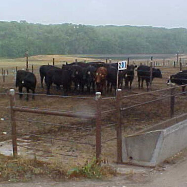 Cattle crowding together on a hot day.