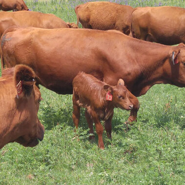 Cattle grazing