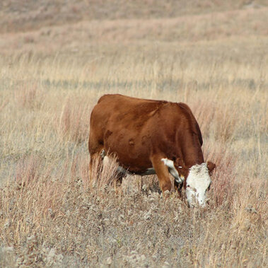 Cow grazing in a field