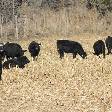 Cows grazing