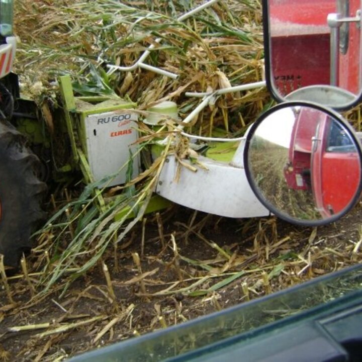 high moisture corn being harvested