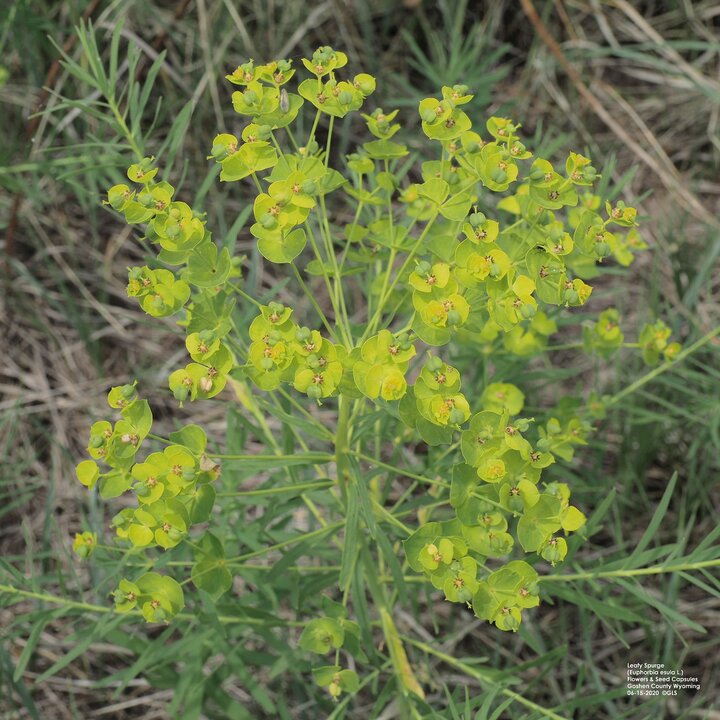 Leafy spurge