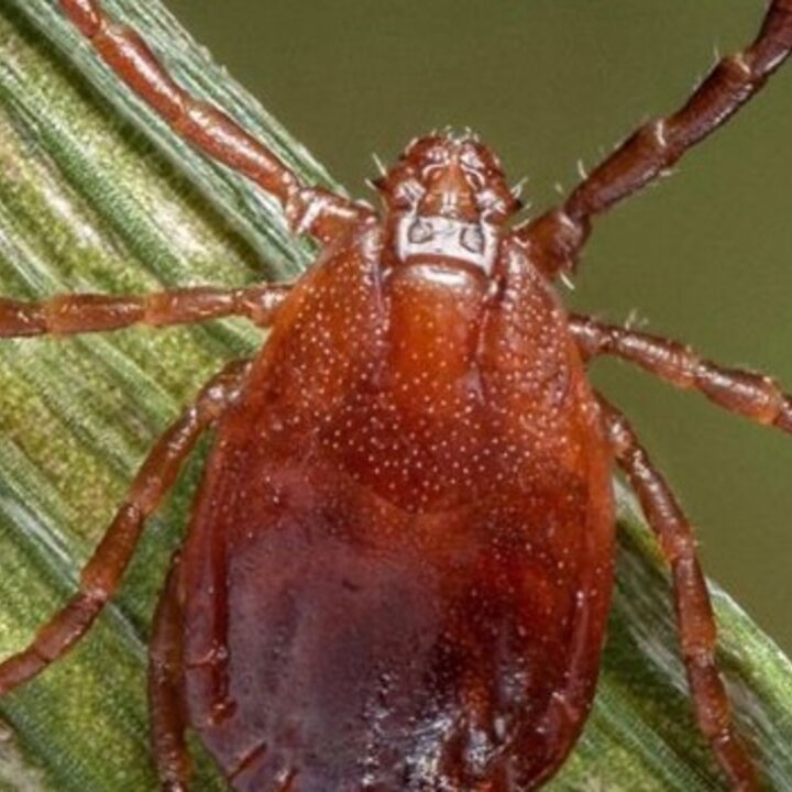 A brown tick