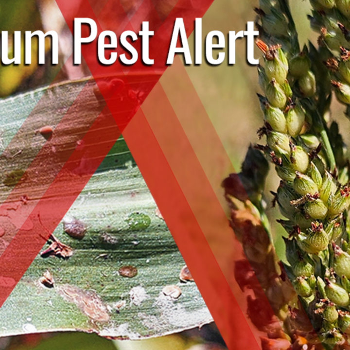 Sorghum Pest Alert- Ergot