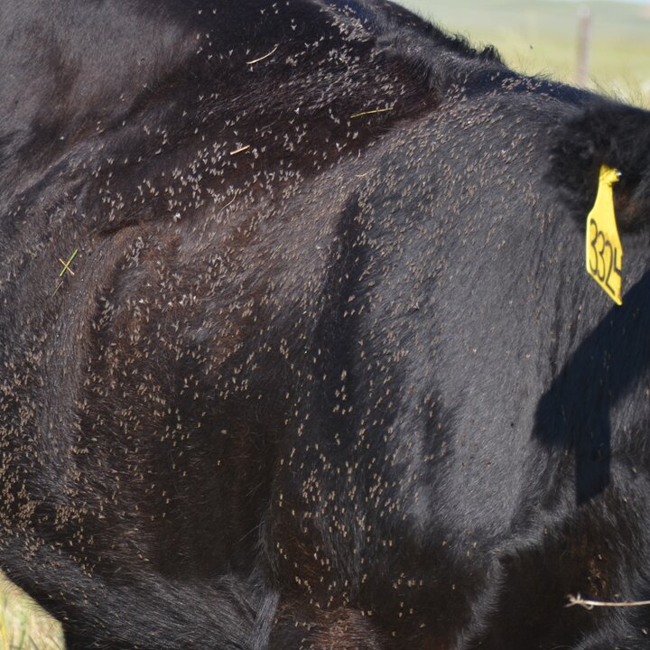 214 horn flies on the side of an animal- over the economic threshhold.
