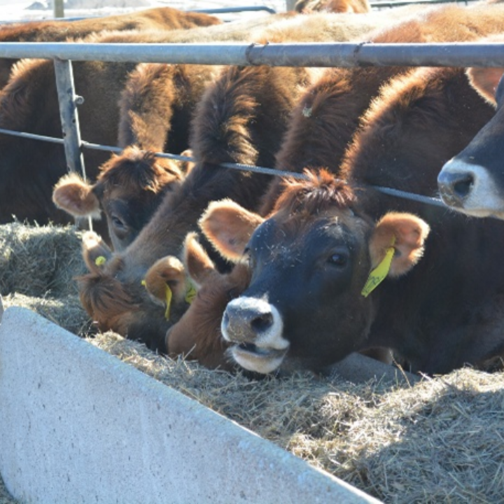 Cattle eat feed out of a cement bunk