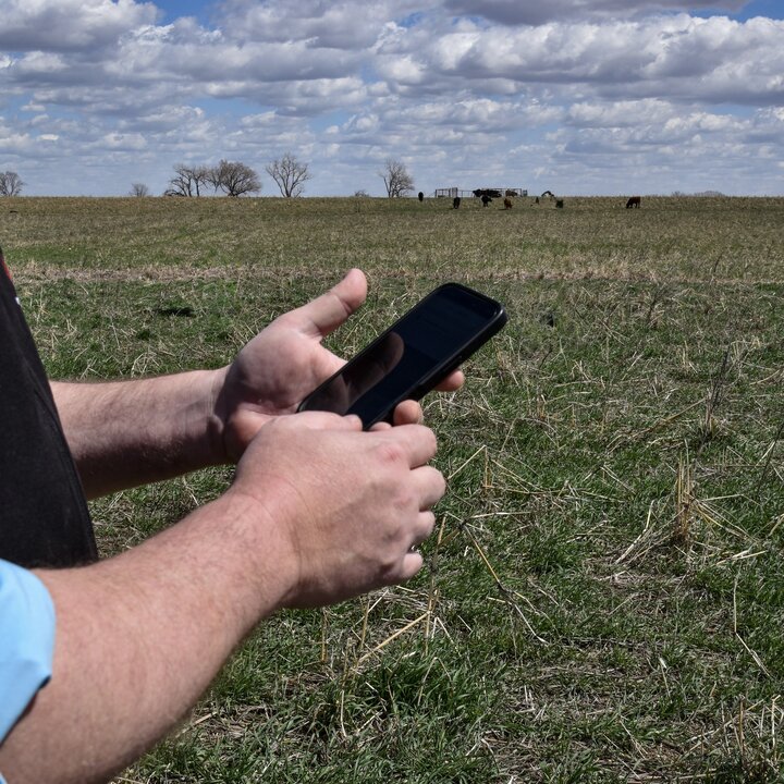  Beef producer standing in a cereal rye pasture using a smartphone to capture an image for forage mass estimation, with grazing cattle visible in the background.  Photo credit: Abigale Warm.
