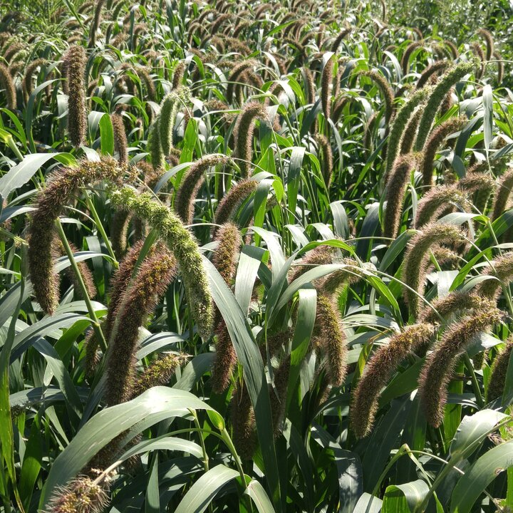 Annual forages.  Photo credit: Troy Walz