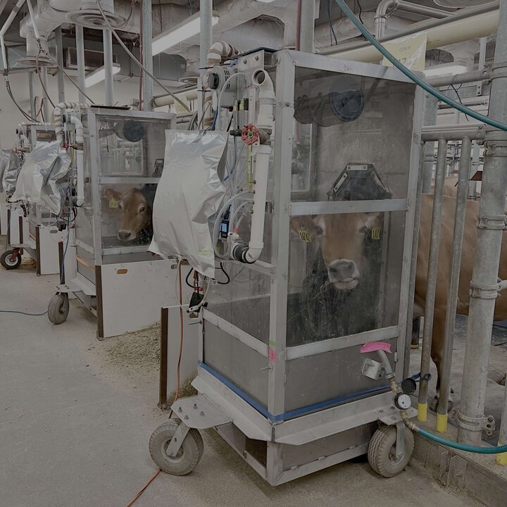 Cows enclosed in ventilated metabolic chambers in a laboratory setting to measure methane released.