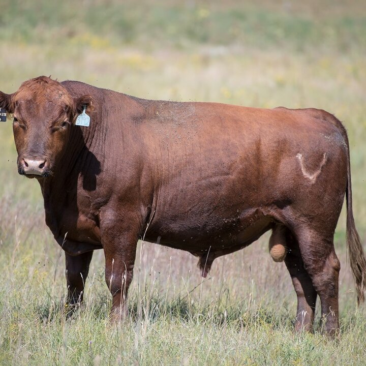 cow standing in field