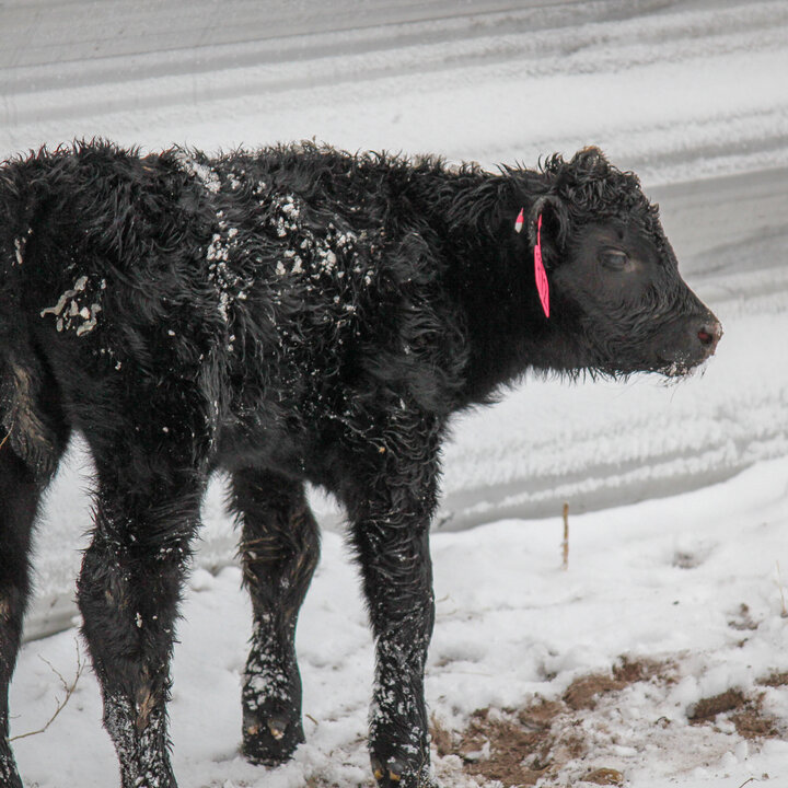 calf in the snow
