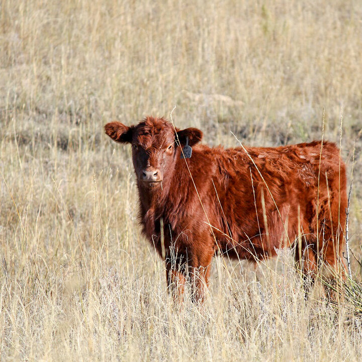 Calf