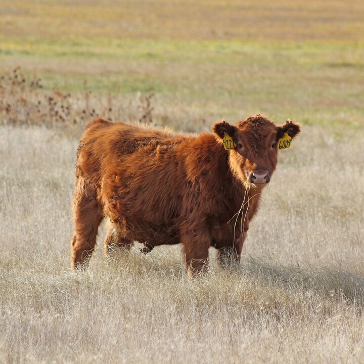 Weaned calf on meadow