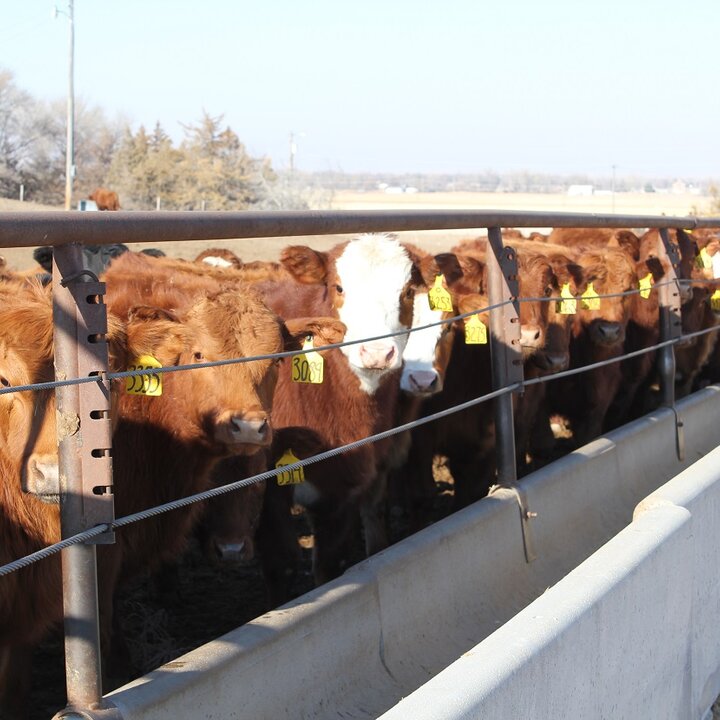 calves eating