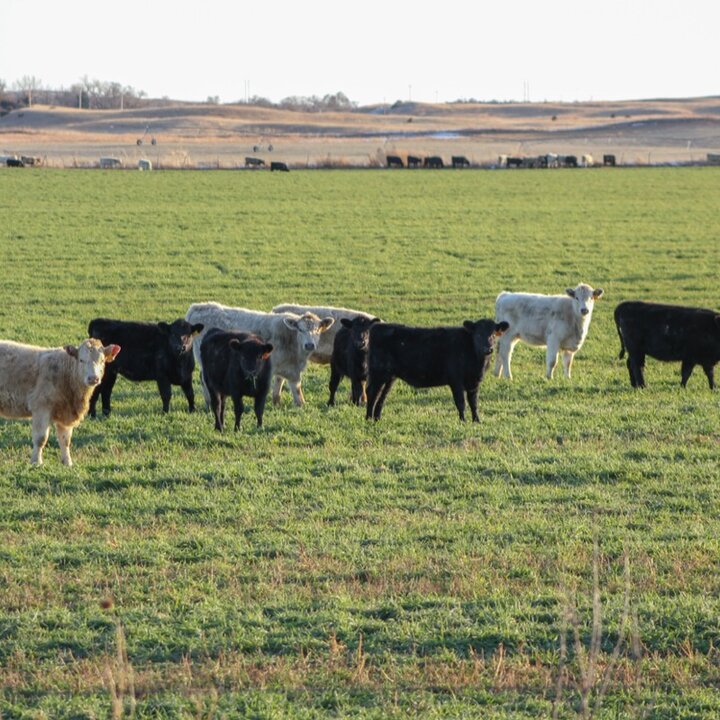 several cows grazing cereal grains