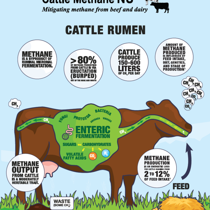 Infographic showing methane released by a cow