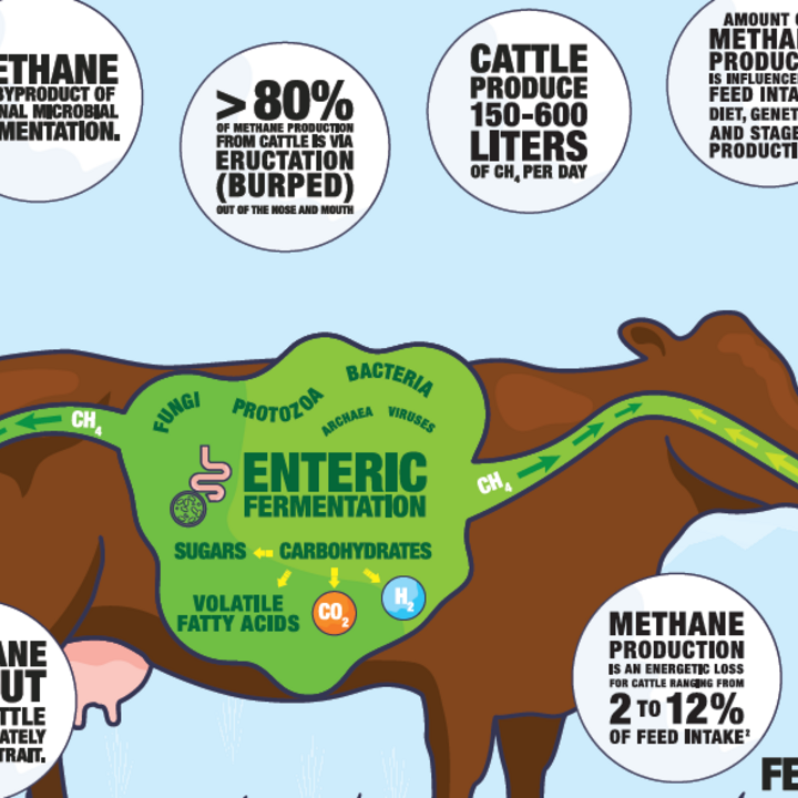 Graphic of methane production in ruminants