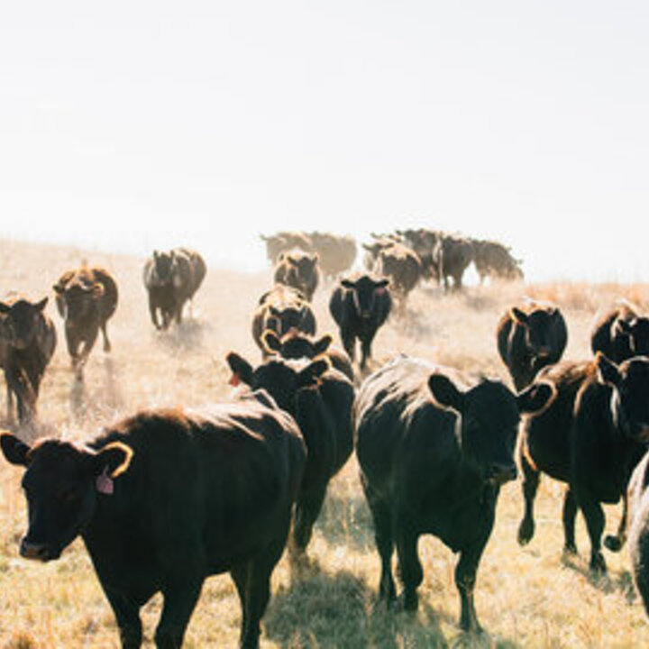 Cattle walking through a dusty pasture.