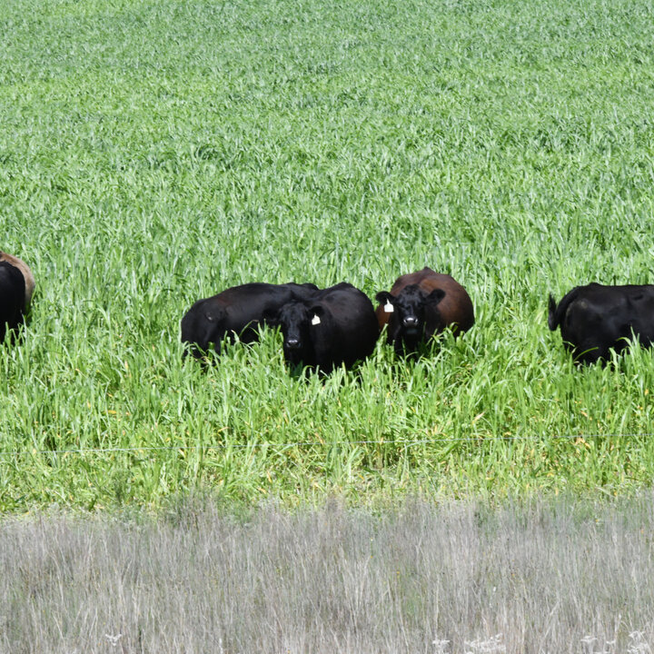 Cattle grazing annual forages Photo Credit: Troy Walz