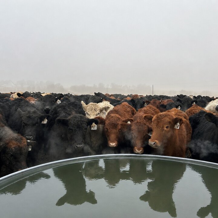 Cattle gathered around a water trough on a foggy day.