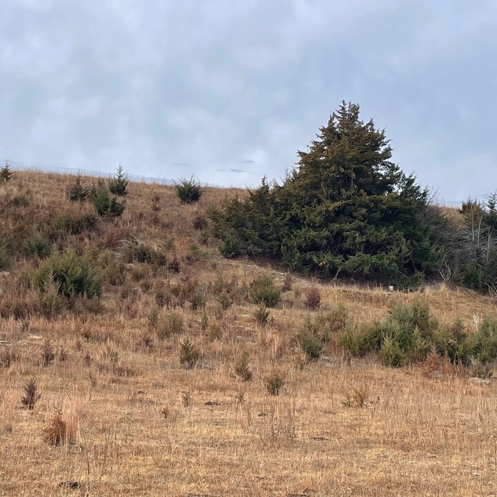 Seeds and seedlings will spread up to 200 yards from an eastern red cedar seed source.  (Photo credit: Bethany Johnston)
