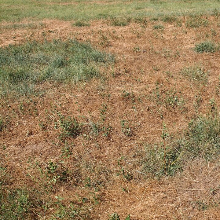 Cheatgrass in native prairies