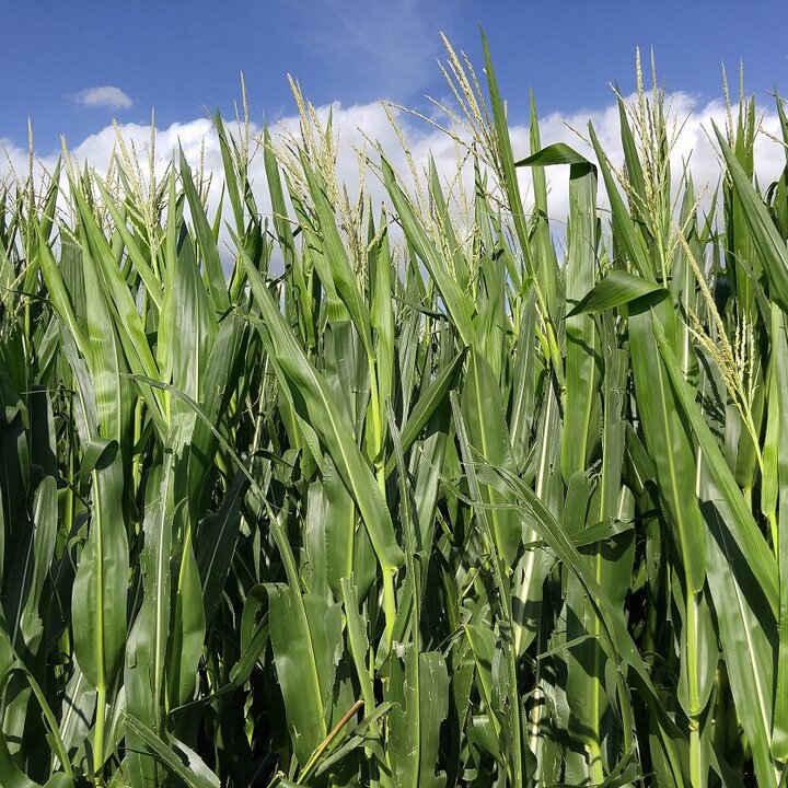 Standing Corn