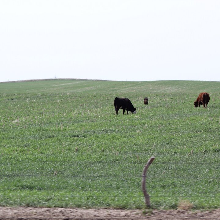 Spring cover crop grazing