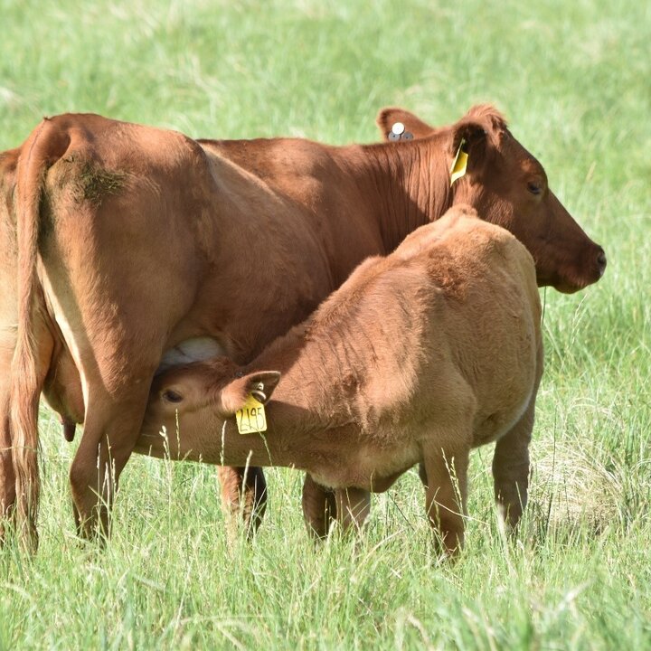 Cow and calf in pasture
