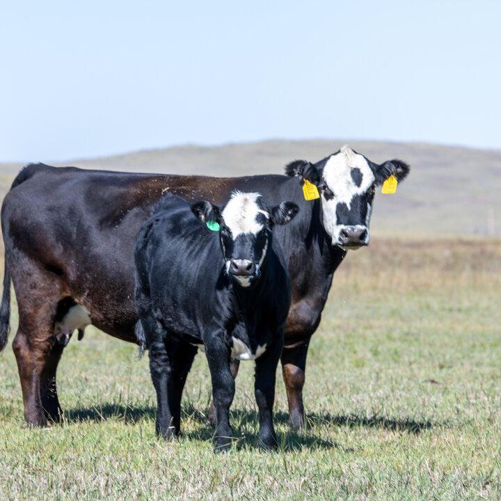 Cow and calf in pasture 