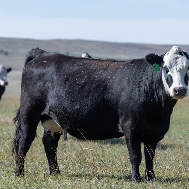 Cows on pasture