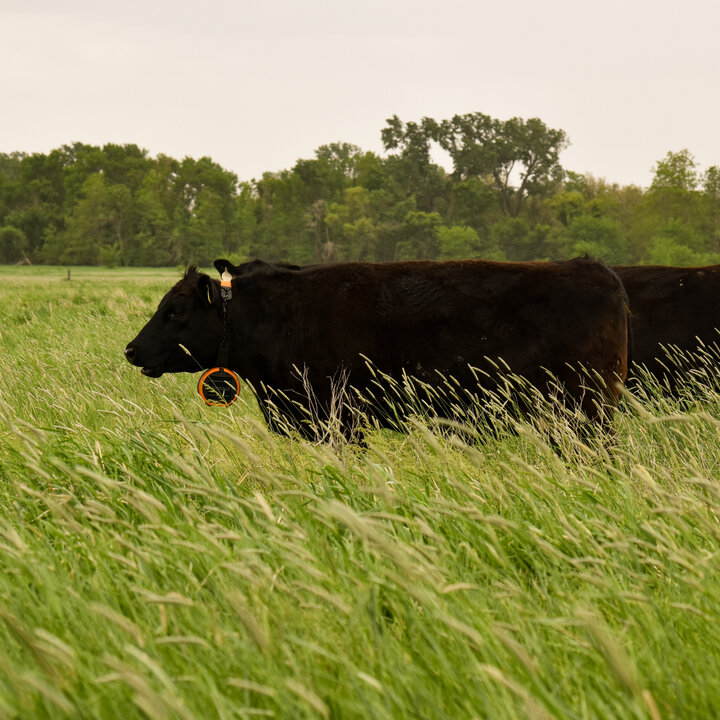 Cows with virtual fence