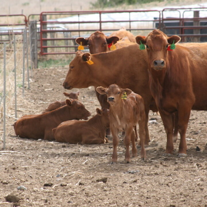 Cows and calves