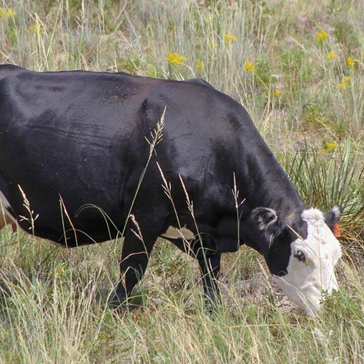 Black cow with white face grazing in a pasture. Photo credit: Troy Walz
