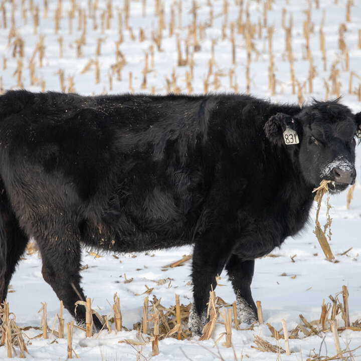 cow on corn residue