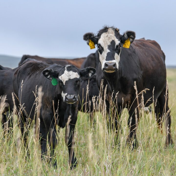 Cow and calf in grass pasture. Photo credit: Troy Walz