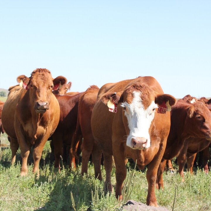 Cows with calves