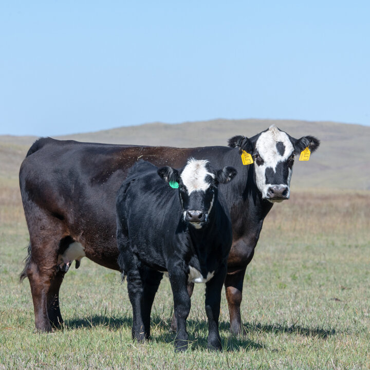 Cow and calf in pasture with another cow laying in the grass