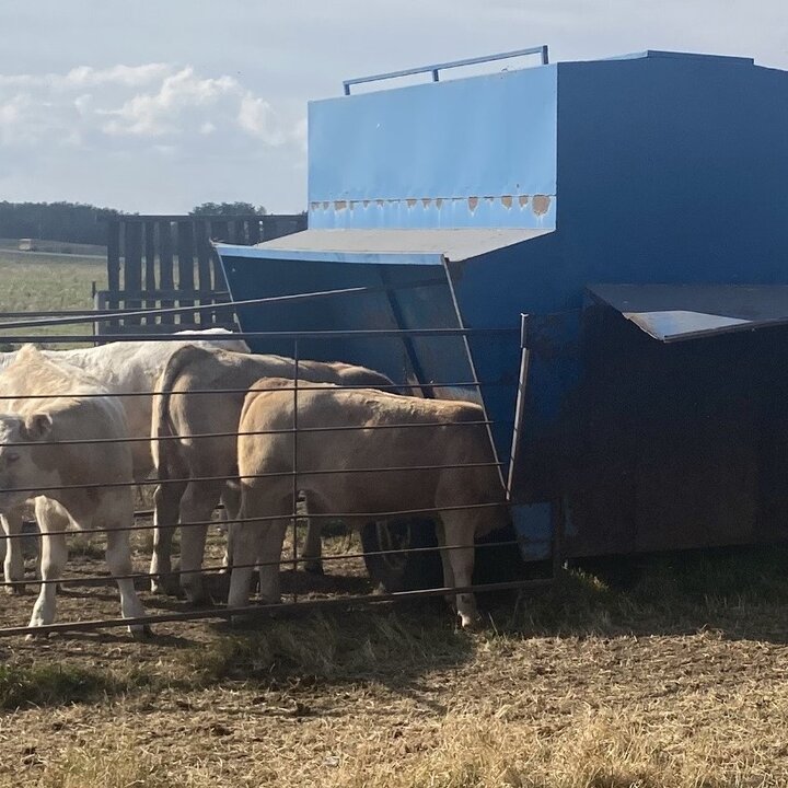 Calves eating out a creep feeder