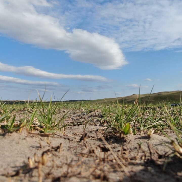 Nebraska Sandhills ground after a wildfire with grass regrowth.