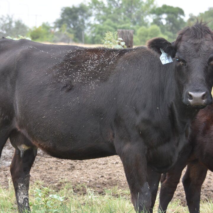 Black cow standing in a grassy field with other cows nearby.  Horn flies can be seen on her back.
