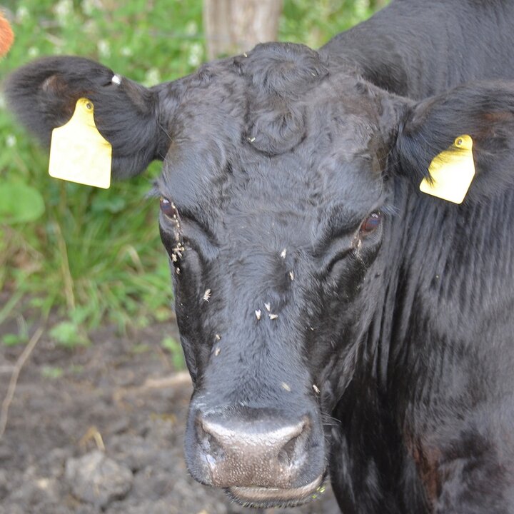 Face flies on cow