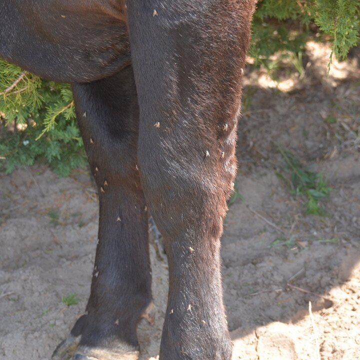 Stable flies on cattle legs