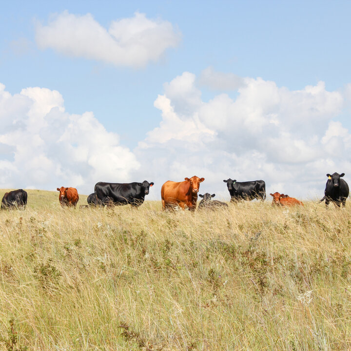 Cows graze on fall rangelands.